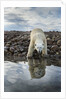 Polar Bear, Hudson Bay, Nunavut, Canada by Anonymous