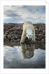 Polar Bear, Hudson Bay, Nunavut, Canada by Anonymous