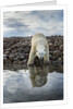 Polar Bear, Hudson Bay, Nunavut, Canada by Anonymous