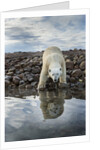 Polar Bear, Hudson Bay, Nunavut, Canada by Anonymous