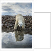 Polar Bear, Hudson Bay, Nunavut, Canada by Anonymous
