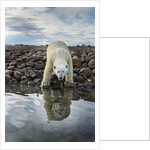 Polar Bear, Hudson Bay, Nunavut, Canada by Anonymous