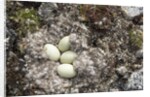 Eider Duck Nest, Nunavut, Canada by Anonymous