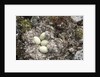 Eider Duck Nest, Nunavut, Canada by Anonymous