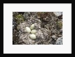 Eider Duck Nest, Nunavut, Canada by Anonymous