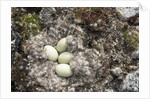 Eider Duck Nest, Nunavut, Canada by Anonymous