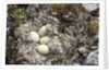 Eider Duck Nest, Nunavut, Canada by Anonymous