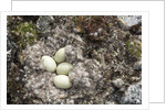 Eider Duck Nest, Nunavut, Canada by Anonymous