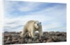 Polar Bear, Hudson Bay, Nunavut, Canada by Anonymous