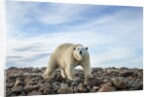 Polar Bear, Hudson Bay, Nunavut, Canada by Anonymous