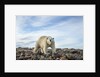 Polar Bear, Hudson Bay, Nunavut, Canada by Anonymous