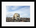 Polar Bear, Hudson Bay, Nunavut, Canada by Anonymous