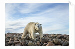 Polar Bear, Hudson Bay, Nunavut, Canada by Anonymous