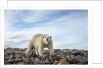 Polar Bear, Hudson Bay, Nunavut, Canada by Anonymous