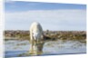 Polar Bear, Hudson Bay, Nunavut, Canada by Anonymous