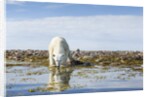 Polar Bear, Hudson Bay, Nunavut, Canada by Anonymous