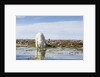 Polar Bear, Hudson Bay, Nunavut, Canada by Anonymous
