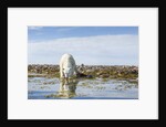Polar Bear, Hudson Bay, Nunavut, Canada by Anonymous