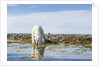 Polar Bear, Hudson Bay, Nunavut, Canada by Anonymous
