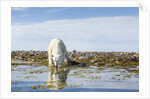 Polar Bear, Hudson Bay, Nunavut, Canada by Anonymous