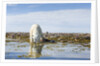 Polar Bear, Hudson Bay, Nunavut, Canada by Anonymous