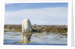 Polar Bear, Hudson Bay, Nunavut, Canada by Anonymous
