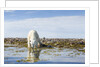 Polar Bear, Hudson Bay, Nunavut, Canada by Anonymous