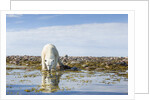 Polar Bear, Hudson Bay, Nunavut, Canada by Anonymous