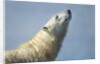 Polar Bear, Hudson Bay, Nunavut, Canada by Anonymous