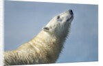 Polar Bear, Hudson Bay, Nunavut, Canada by Anonymous
