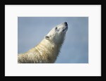 Polar Bear, Hudson Bay, Nunavut, Canada by Anonymous