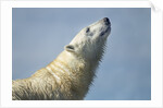 Polar Bear, Hudson Bay, Nunavut, Canada by Anonymous