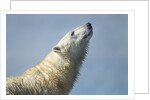 Polar Bear, Hudson Bay, Nunavut, Canada by Anonymous