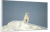 Polar Bear on Iceberg, Hudson Bay, Nunavut, Canada by Anonymous