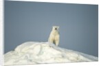 Polar Bear on Iceberg, Hudson Bay, Nunavut, Canada by Anonymous