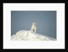 Polar Bear on Iceberg, Hudson Bay, Nunavut, Canada by Anonymous