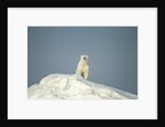Polar Bear on Iceberg, Hudson Bay, Nunavut, Canada by Anonymous