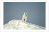 Polar Bear on Iceberg, Hudson Bay, Nunavut, Canada by Anonymous