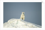 Polar Bear on Iceberg, Hudson Bay, Nunavut, Canada by Anonymous