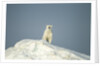 Polar Bear on Iceberg, Hudson Bay, Nunavut, Canada by Anonymous