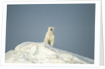 Polar Bear on Iceberg, Hudson Bay, Nunavut, Canada by Anonymous