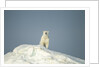 Polar Bear on Iceberg, Hudson Bay, Nunavut, Canada by Anonymous