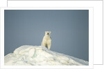 Polar Bear on Iceberg, Hudson Bay, Nunavut, Canada by Anonymous