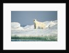 Polar Bear on Iceberg, Hudson Bay, Nunavut, Canada by Anonymous