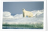 Polar Bear on Iceberg, Hudson Bay, Nunavut, Canada by Anonymous