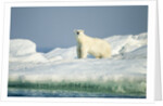 Polar Bear on Iceberg, Hudson Bay, Nunavut, Canada by Anonymous