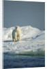 Polar Bear on Iceberg, Hudson Bay, Nunavut, Canada by Anonymous