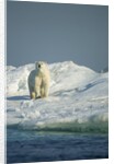 Polar Bear on Iceberg, Hudson Bay, Nunavut, Canada by Anonymous