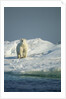 Polar Bear on Iceberg, Hudson Bay, Nunavut, Canada by Anonymous
