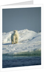 Polar Bear on Iceberg, Hudson Bay, Nunavut, Canada by Anonymous